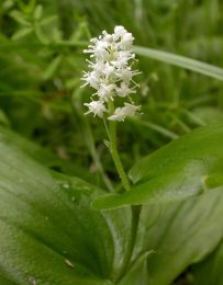 Maianthemum canadense